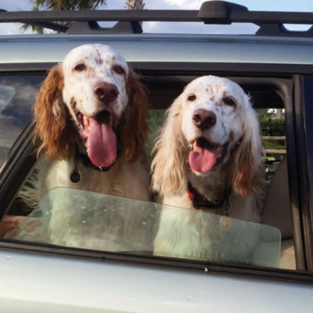 Two speckled dogs sticking their head out a car window